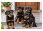 Rottweiler Puppies for Sale in