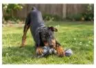 Doberman puppies for sale in