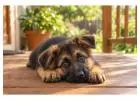 German Shepherd Puppies for Sale in