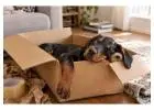 Doberman puppies for sale in