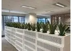 Indoor Plants Benefits for Healthier Office Spaces