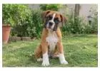 Boxer Puppies for Sale in