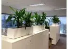 Best Indoor Plants for Stylish and Healthy Spaces