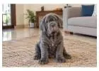 Neapolitan Mastiff Puppies for Sale in