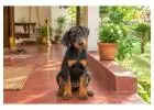 Doberman puppies for sale in