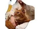 Cat Sitter West Hollywood for Your Feline Friend | West Coast Paws