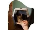 Book a Cat Sitter West Hollywood | West Coast Paws