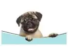 Personalized Cat Sitter West Hollywood | West Coast Paws