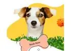 Local West Hollywood Pet Sitter | West Coast Paws