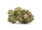 Buy Critical Kush Strain Online in Canada