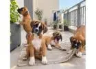 Boxer Puppies for Sale in
