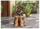German Shepherd Puppies for Sale in