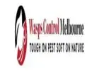 Wasps Control Melbourne