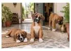 Boxer Puppies for Sale in