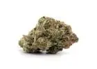 OG Shark Strain: Explore the Distinctive Aroma and Appeal of This Indica Variety in Vancouver