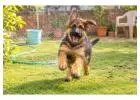 German Shepherd Puppies for Sale in